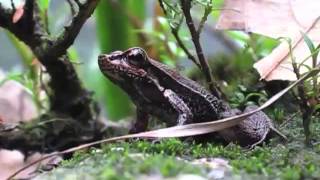 Hylodes phyllodes Anura Hylodidae vocalizing [upl. by Mcgannon]