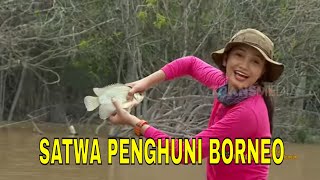 FULL SATWA PENGHUNI BORNEO  JEJAK PETUALANG 291123 [upl. by Silado]