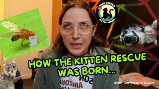 TLDR How I started a kitten rescue  Fortheloveofkittenrescue [upl. by Adnamor]