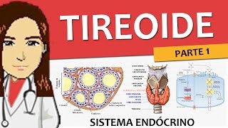 Sistema Endócrino 03  Tireoide P1 anatomia histologia e fisiologia  Vídeoaula [upl. by Aerdied535]