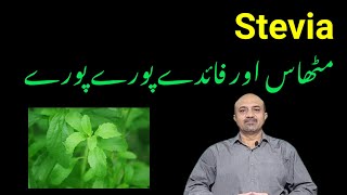 What Are Health Benefits Of Stevia  Is Stevia Good For Diabetes amp Weight loss  dr afzal [upl. by Wahlstrom26]