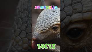 Fun Facts about Armadillos wildlife nature armadillos [upl. by Ahsille]