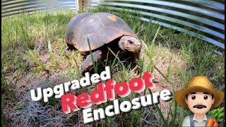 The Ultimate Redfoot Enclosure  The Redfoot Enclosure  Space Coast Tortoise [upl. by Ilhsa]