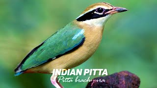 Indian Pitta  අවිච්චියා Pitta brachyura  Birds in my Backyard [upl. by Blumenfeld948]