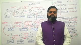 Glycolysis Urdu Hindi medium  Prof Masood fuzail  Breakdown of Glucose  Pyruvate [upl. by Nahtaneoj819]