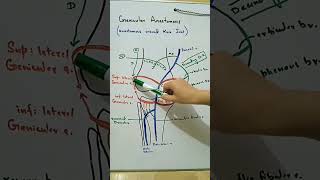 Genicular Anastomosis around knee joint [upl. by Adelice45]