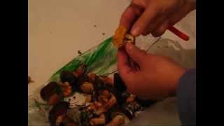 Chanterelle Mushroom Recipes  Gathering And Cooking Kurki Mushrooms in Poland [upl. by Ahsahs]