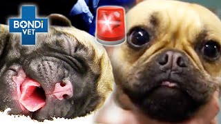 Emergency Caesarean For Mum of 6 Giant Puppies 🚨  Bondi Vet Clips  Bondi Vet [upl. by Ettecul]