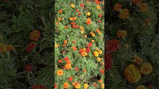 Marigold Flowersgenda l Herd Of The Sun shorts shortvideo shortsfeed marigold [upl. by Enaitsirk833]