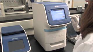 Amplify Sample with The StepOnePlus™ Real Time System qPCR step 6 [upl. by Burroughs878]