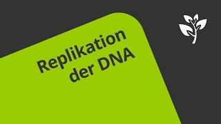 DNA  Verdopplung  Biologie  Genetik [upl. by Ansaev986]