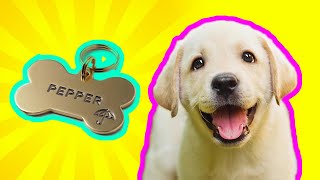 250 PERFECT Dog Names names  Guaranteed To LOVE these names [upl. by Anuahsar]