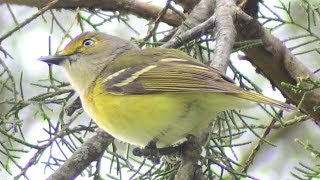 Whiteeyed vireo call  song  sounds  Bird [upl. by Donnie889]