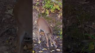 We’ve been hunting near small ponds in the timber and have seen MANY critters seeking water [upl. by Montanez]