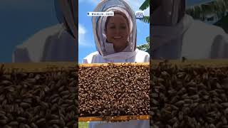 Hawaii is one of the country’s biggest producers of honey and queen bees HNN Shorts [upl. by Roach]