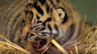 Adorable Tiger Cub Moments Part 1  BBC Earth [upl. by Walther]