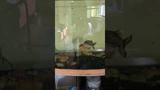 Red Belly Piranhas Home Aquarium Piranha Fish in the UK Pet Fish Tank life not so scary Fish [upl. by Divd]