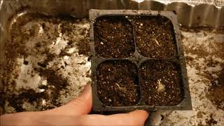 how to grow gerbera daisy from seed how to germinate gerbera daisy seeds [upl. by Giark]