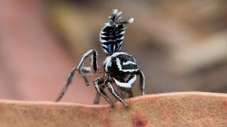 Peacock Spider 17 Maratus sceletus [upl. by Kono344]