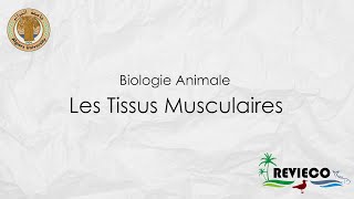 Les Tissus Musculaires TP°5 [upl. by Iderf949]