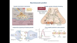 22  Neuromuscular Junction  Synaptic Transmission  Synaptic Vesicles Docking [upl. by Tatum]