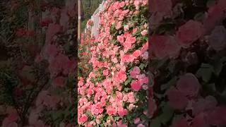 Super climbing rose flowers garden [upl. by Llenrep342]