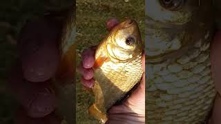 Multispecies fishing fishing fish floatfishing smallcontentcreators [upl. by Ynoffit]