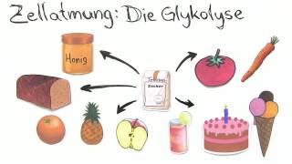 GLYKOLYSE  BEDEUTUNG UND BILANZ  Biologie  Stoffwechselbiologie [upl. by Rusty163]