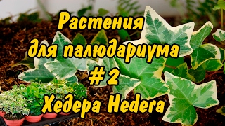 РАСТЕНИЯ ДЛЯ ПАЛЮДАРИУМА 2 Хедера Плющ PLANTS FOR PALUDARIUM Hedera Helix [upl. by Anallese]