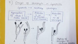 Origin of sporophylls in pteridophytes in hindi [upl. by Atima]