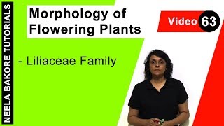 Morphology of Flowering Plants  NEET  Liliaceae Family  Neela Bakore Tutorials [upl. by Nylikcaj]