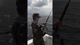 Catching Yellowfin Tuna on Live Bait in Venice Louisiana shorts yellowfintuna tunafish seafood [upl. by Lambert]