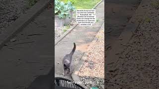 part 27 funny Prancing Kittens cat cats cutecat catlover catsoftiktok fyp foryou usa [upl. by Einahpad387]