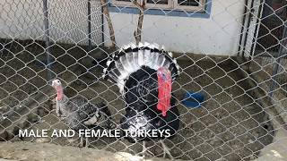 MALE AND FEMALE TURKEYS AT PLANET EARTH AQUARIUM MYSORE [upl. by Enahpad]