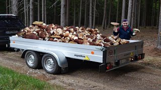 HOUBY 2024  Neskutečné množství obrovských HŘIBŮ na jednom místě Všude rostou OBROVSKÉ Hřiby [upl. by Phail]