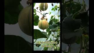 70 melons dexception sur 8 mètres jardin gardening fruit agriculture garden astuce [upl. by Ellenwad29]