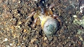 Cyclocosmia truncata Unpacking Kind of and Rehousing [upl. by Lah601]