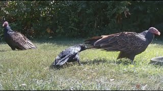 Clever crow outsmarts TWO turkey vultures with ONE move [upl. by Yrok]