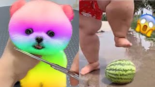 2024 Chó Phốc Sóc Mini 😍 Funny and Cute Pomeranian💖20 直 [upl. by Sidwohl]