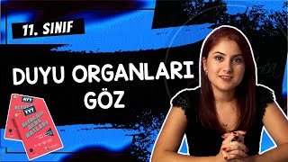 9 GÖZ  DUYU ORGANLARI 1  11 SINIF  AYT BİYOLOJİ DERS NOTLARI  2024 [upl. by Jaret]