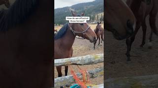 Just Kidding 🤣 horse horseriding funny horsesaremylife funnyhorse equestrian racehorses [upl. by Vernita]