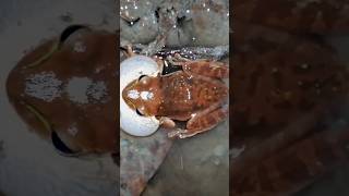 World rare orange frog😱😱😱 trending wildlife short goviral nature reptiles wildlife viral [upl. by Arytahs161]