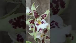 Oncidium Alicra Renaissance White Orchid orchids [upl. by Eveivaneg]