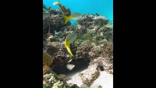 Yellowtail Snapper underwater coralreef yellowtailsnapper [upl. by Yarahs814]