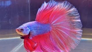 The International Betta Competition  magnificent fighting fish on show [upl. by Karita]