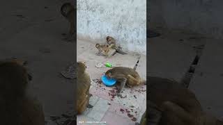 Monkey ka video [upl. by Debbra280]