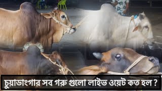 একনজরে চুয়াডাংগার গরু গুলোর সম্পূর্ণ তথ্য। [upl. by Ulund]