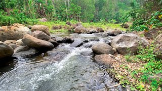 Guide Yourself To Tranquility With Forest River Stream Sounds For Sleeping [upl. by Bushey]