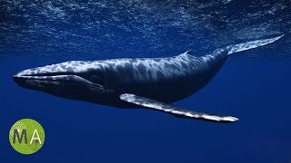 Underwater Whale Sounds  Full 60 Minute Ambient Soundscape [upl. by Lavine]