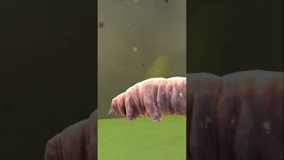 quotTARDIGRADESquot Immortal Creature  tardigrade facts educational [upl. by Malvino300]